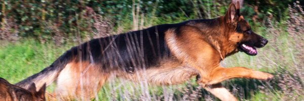 LesleyZa Profile Banner