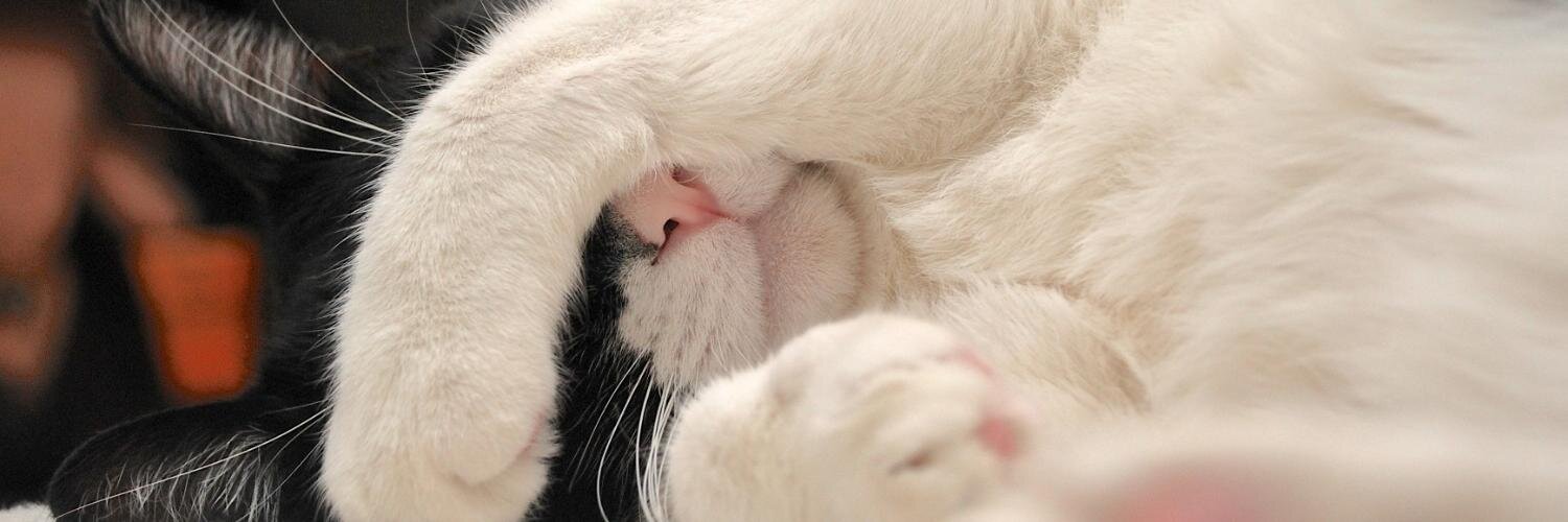 Guess_the_Cat's profile banner image