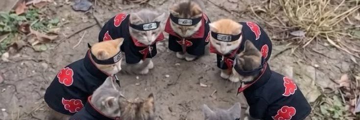 tinymeowkx's profile banner image