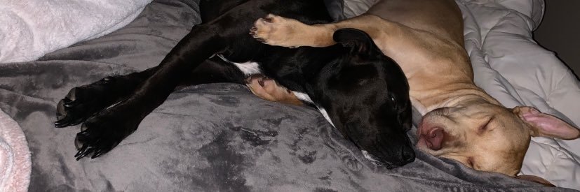 Johnny Knight IV banner