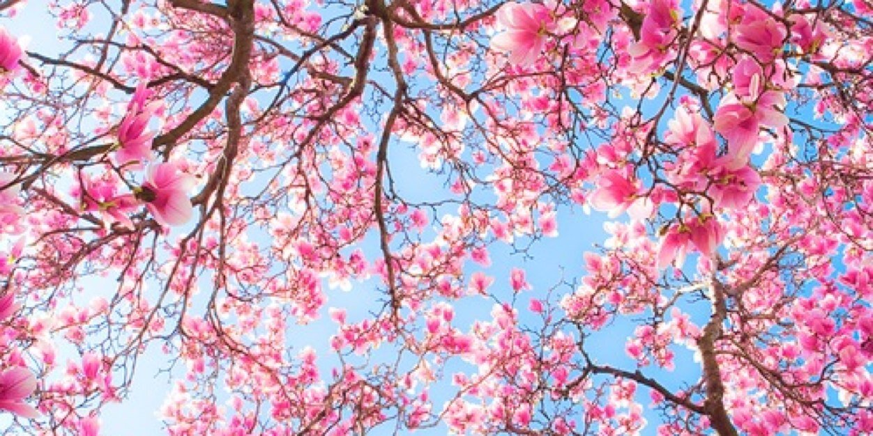 Sarissax's profile banner image