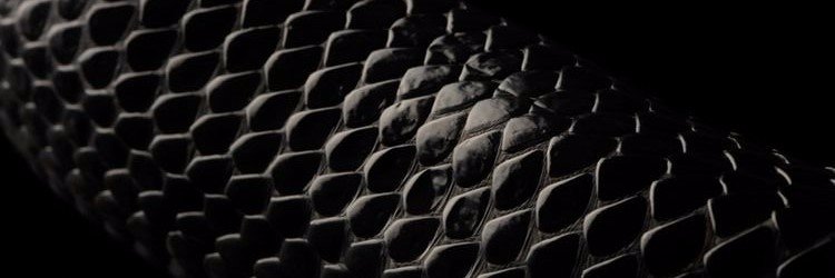 𝐾𝑎𝑦𝑙𝑒𝑒 𝐿𝑒𝑠𝑡𝑟𝑎𝑛𝑔𝑒 banner