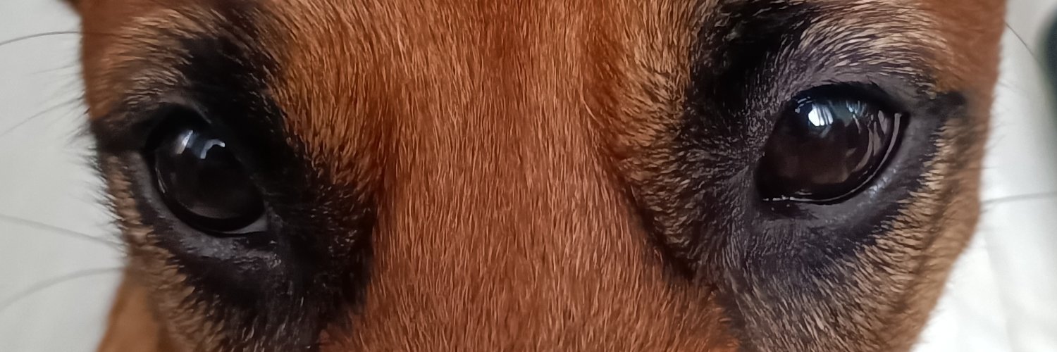 rtcampos's profile banner image