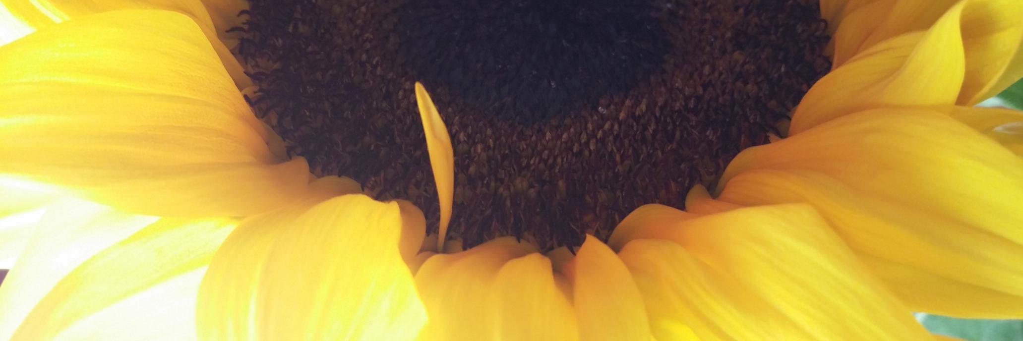 walkwithyoufcj's profile banner image