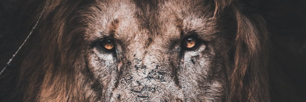 Brandon Tallo banner