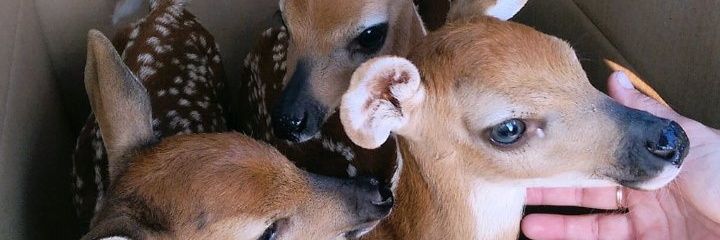 melu_deer🦌🔞 banner