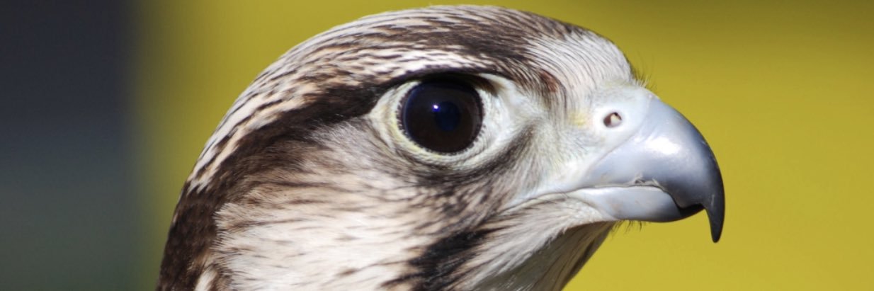 SAUD AL.HAMEEDI banner