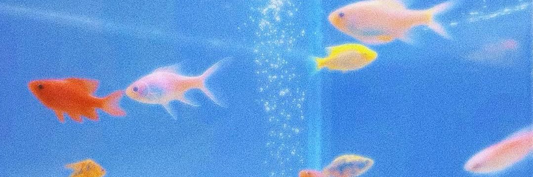 meowjiew's profile banner image