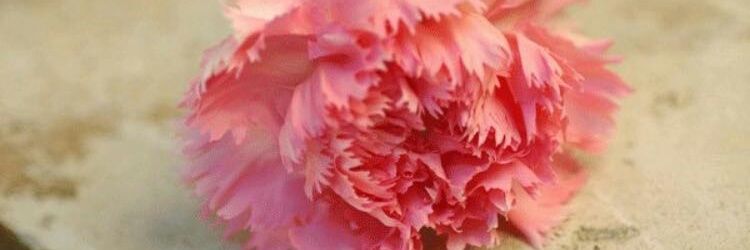 LADY1_ALIA's profile banner image
