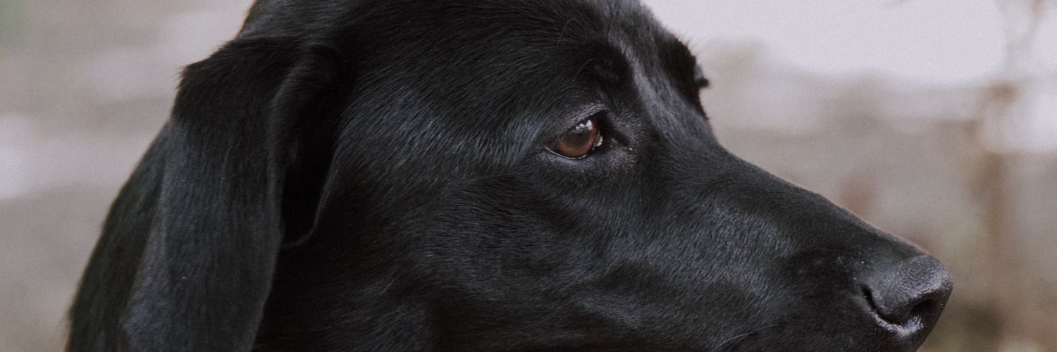 Raque18022's profile banner image