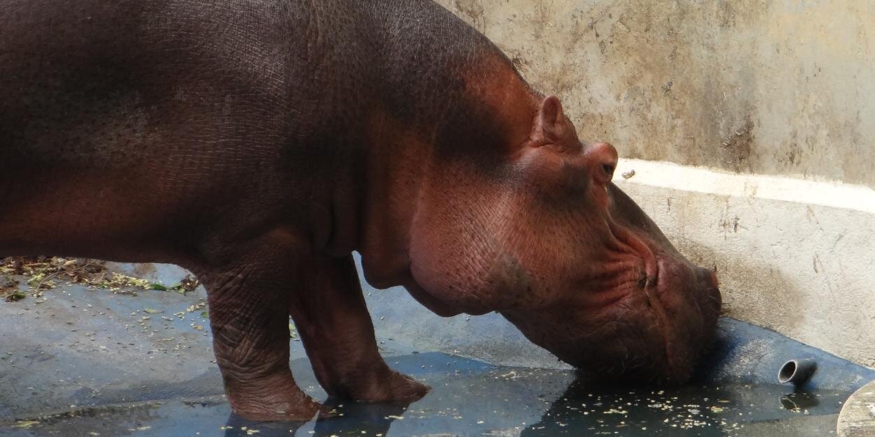 Regina Montenegro banner