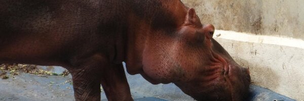 obafofia Profile Banner