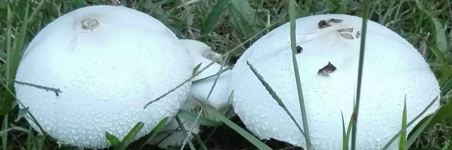 mmskbsr's profile banner image