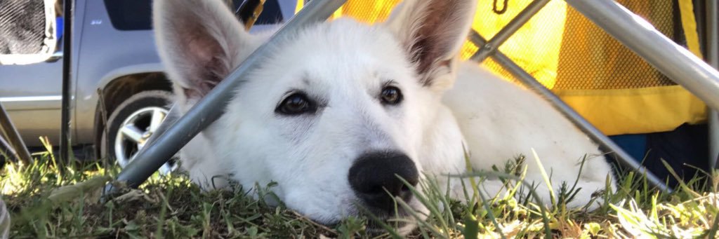 zwill10's profile banner image