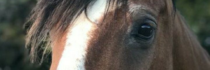ruasantiago's profile banner image