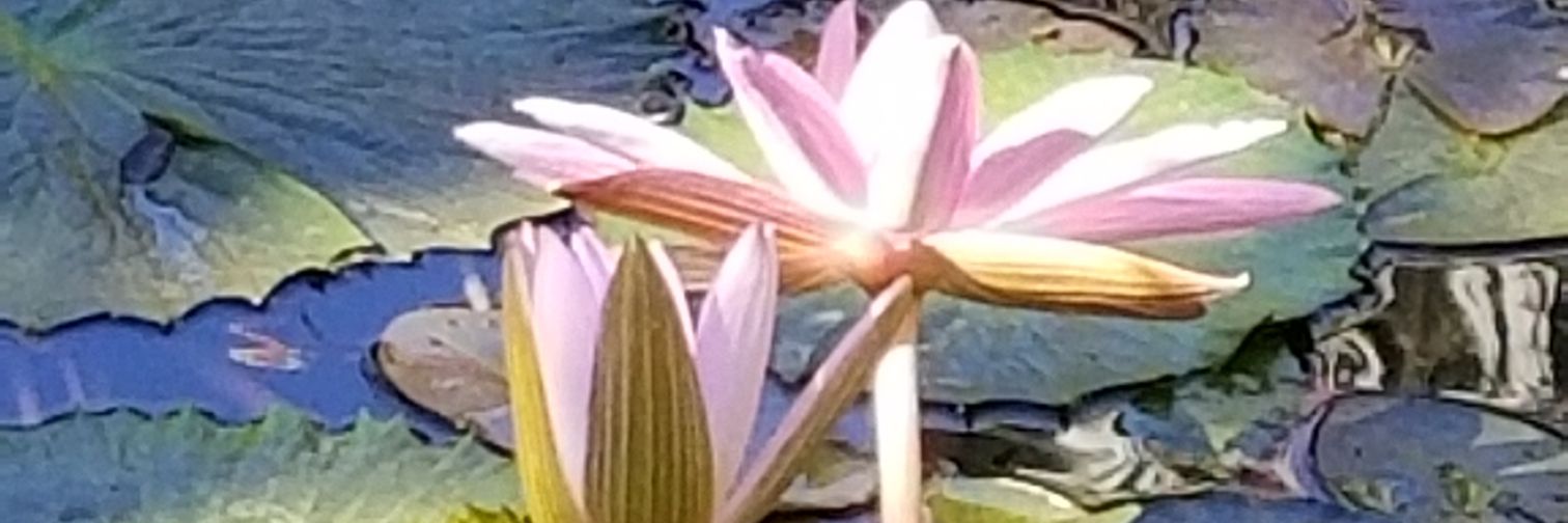 MzzDaphne's profile banner image