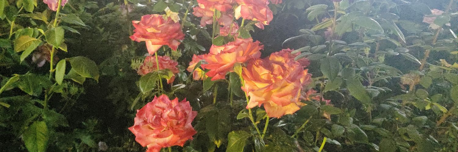 a476958's profile banner image