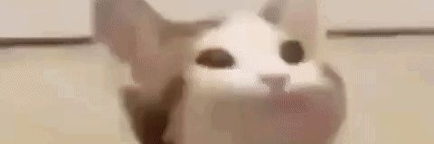 ababumilkshake banner
