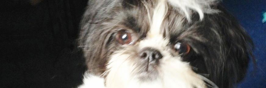 Frances Ingraham banner