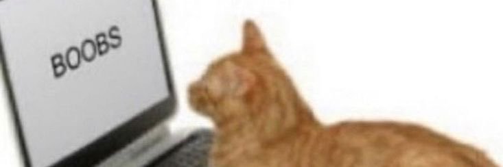 ria éparvier୨୧ banner