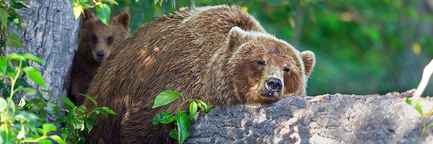 Treehugger Animals banner