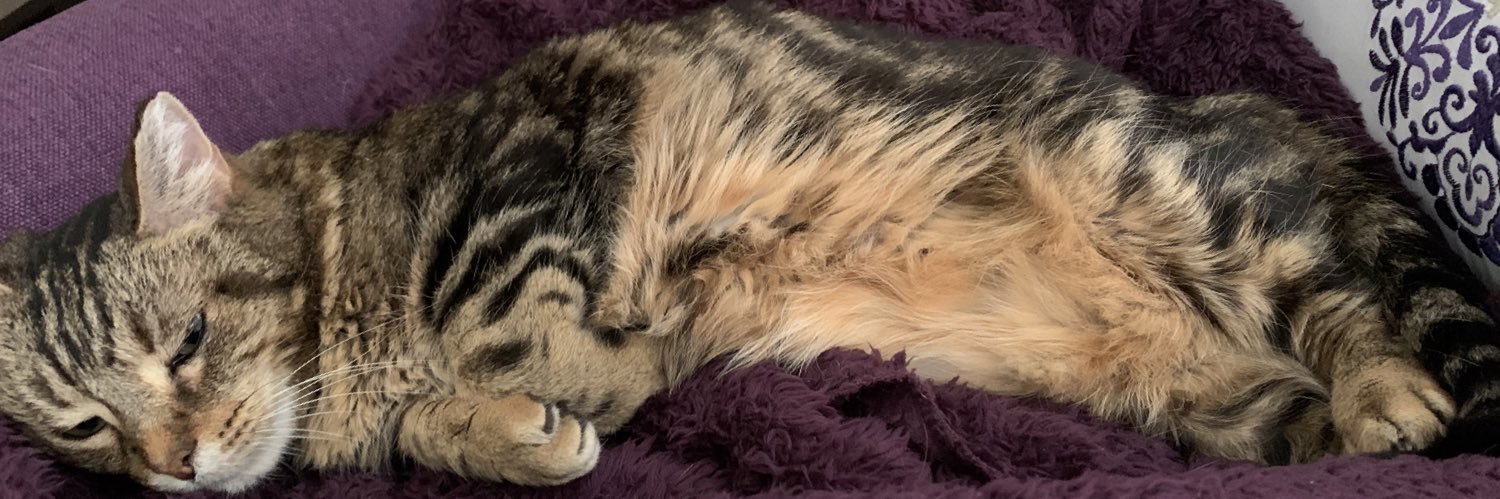 Rachael Yomtoob banner