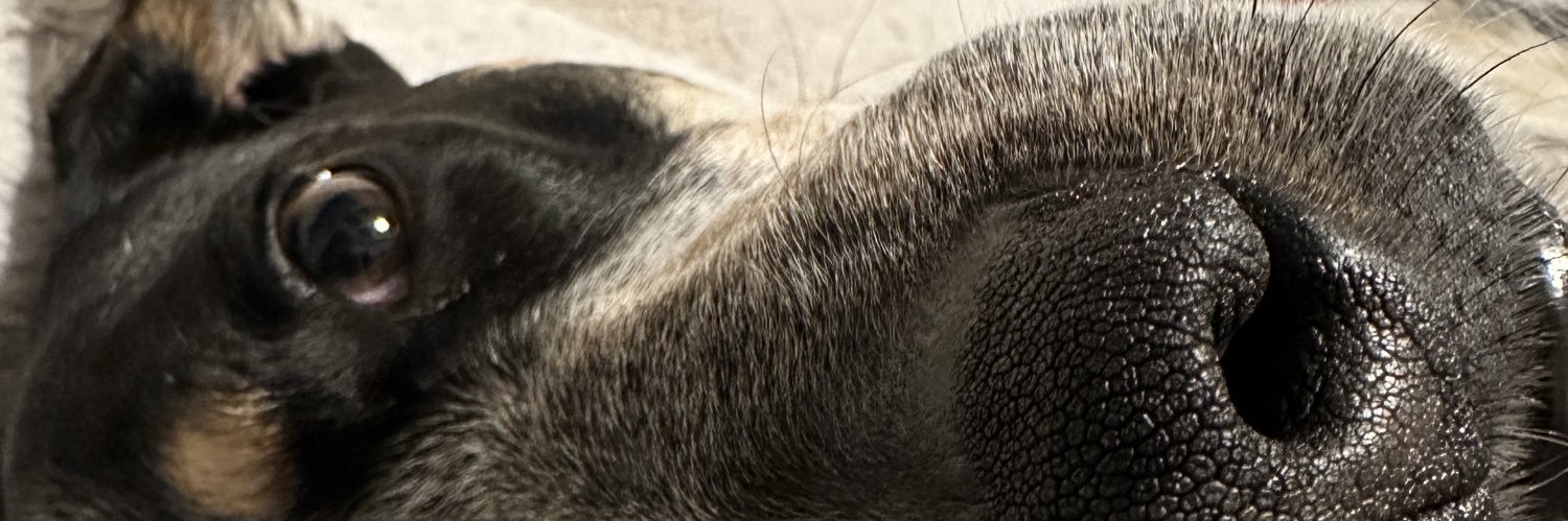 MadisonBerrong's profile banner image