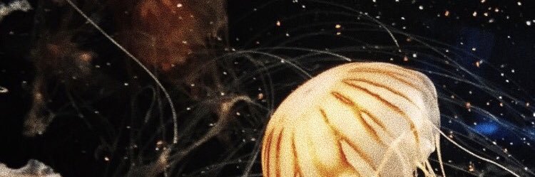 ellkje's profile banner image