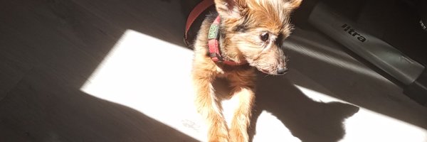 Chocockrispies Profile Banner