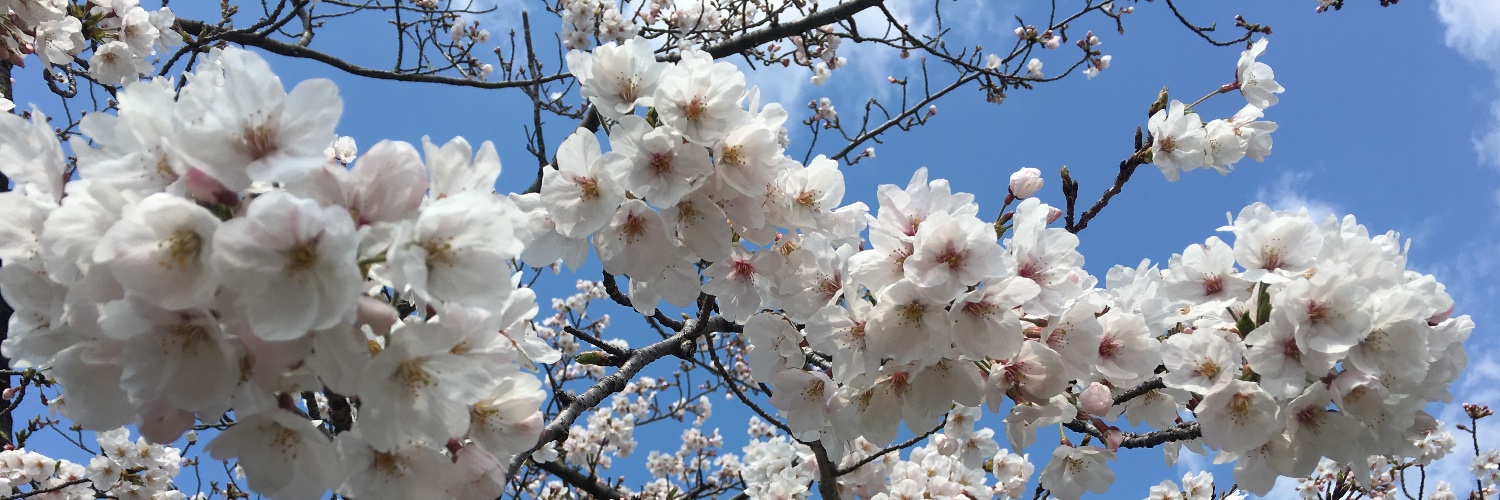 もふふわ🪽のタイちゃん🐻 banner