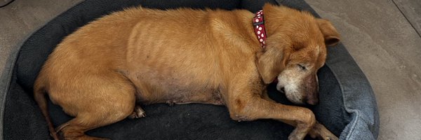 GoHmbleLukii Profile Banner