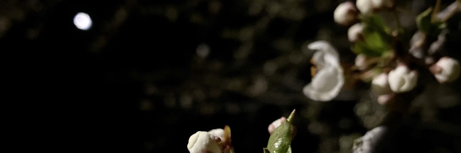 Te_Sindija's profile banner image