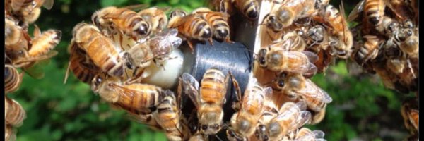 BeeEvolved Profile Banner