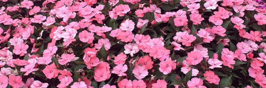 Lizzy Bardanoin 🐻🐼🐻‍❄️ banner