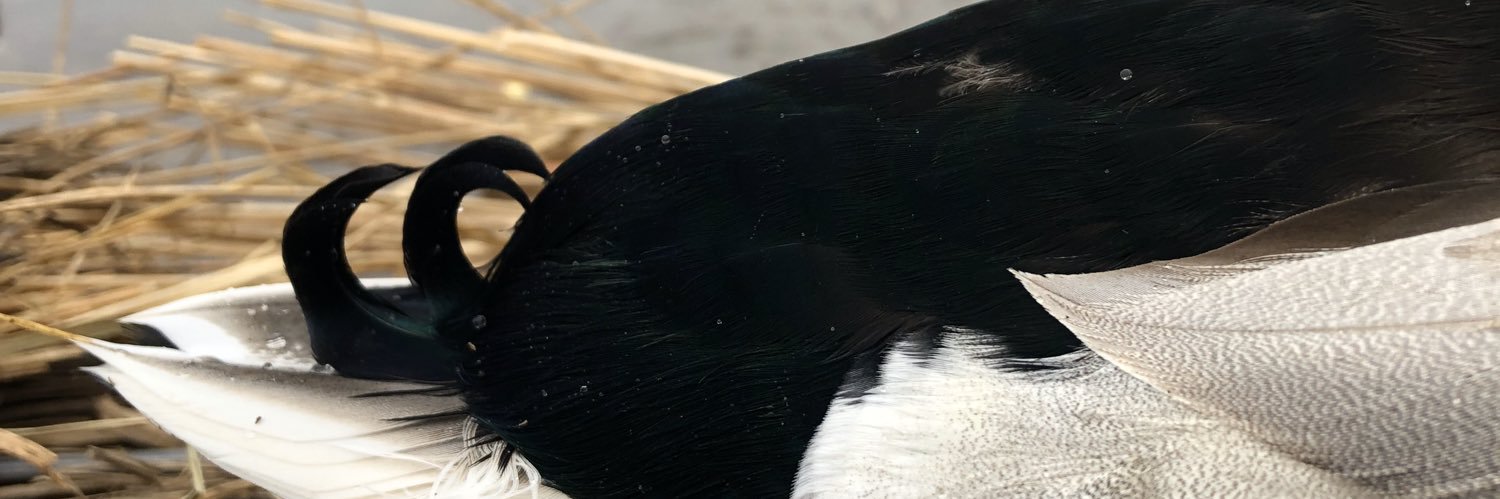 TomMcDonald59's profile banner image
