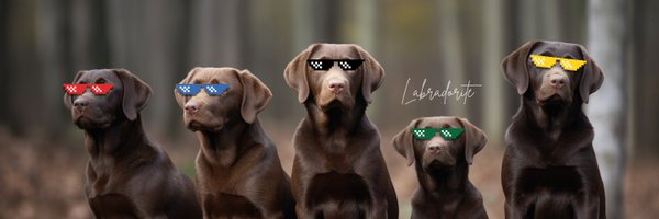 Labradoritism Profile Banner