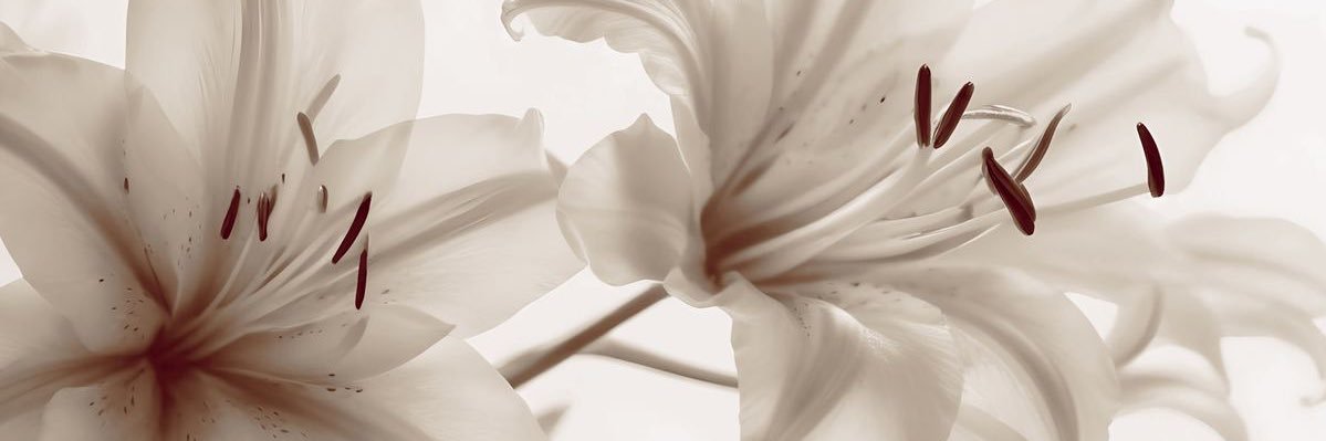 𐙚┆₊⊹ 🦢៸៸ Sԋσƈƙყ 𓈒 ⑅ ┆(ADDICTED - LUKA) banner