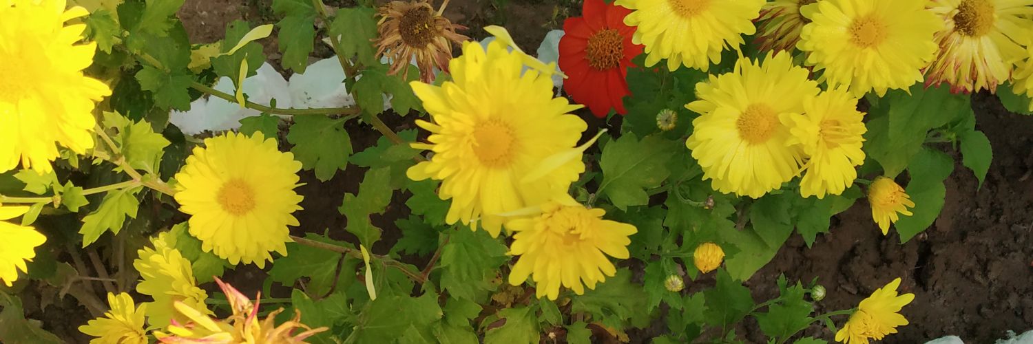 abhaypratap49's profile banner image
