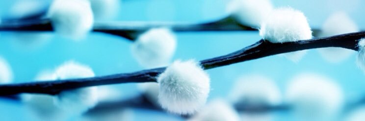Un Panda Bleu banner