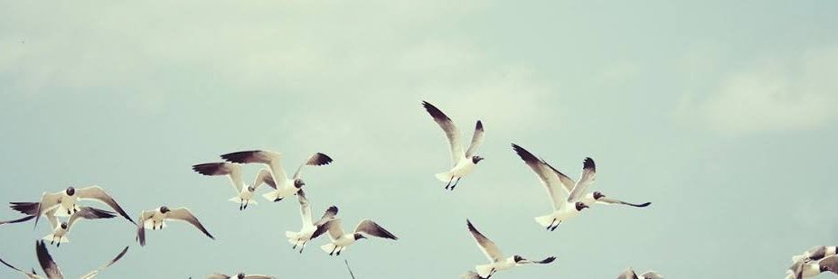 Nature Life Ok's banner