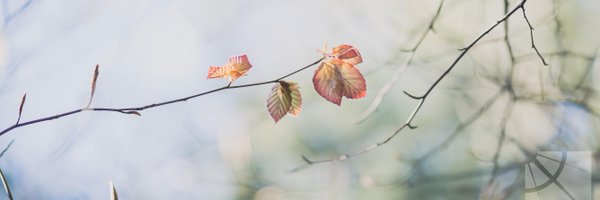 availablelight Profile Banner