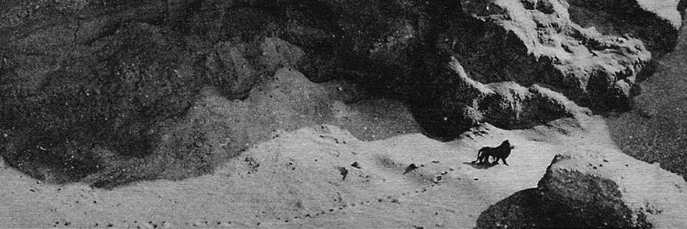 larva banner