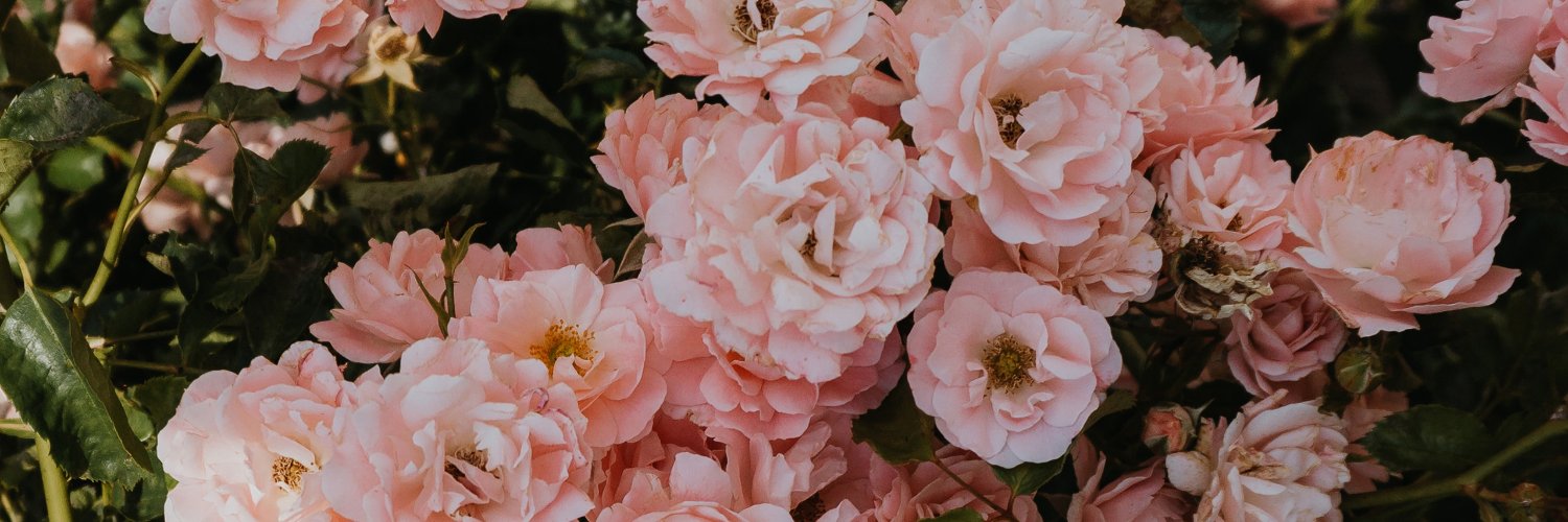 lauranell's profile banner image