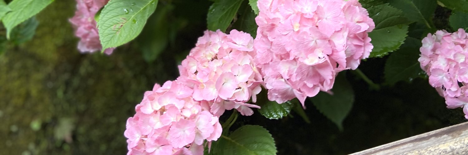 sakurara22's profile banner image