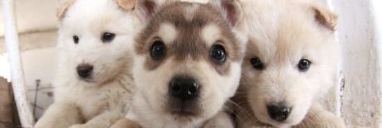 Brownbecr's profile banner image