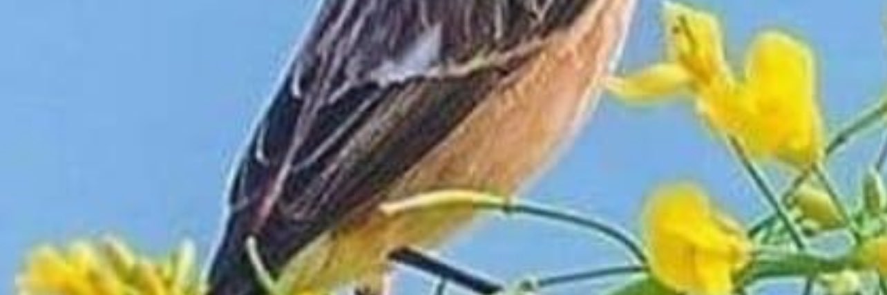 SFALSMOOD's profile banner image
