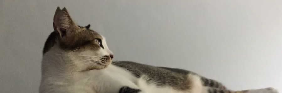 okkyoctora_'s profile banner image