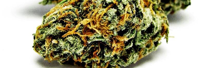 Marihuana's profile banner image