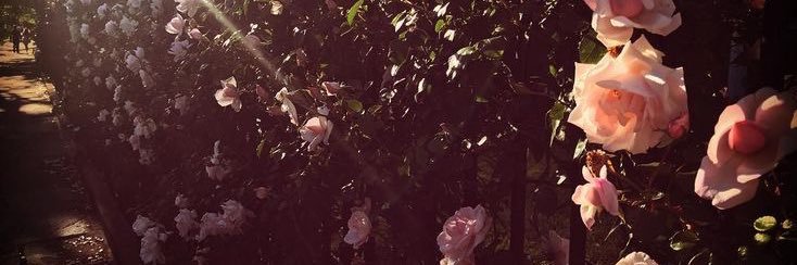 prissychu's profile banner image