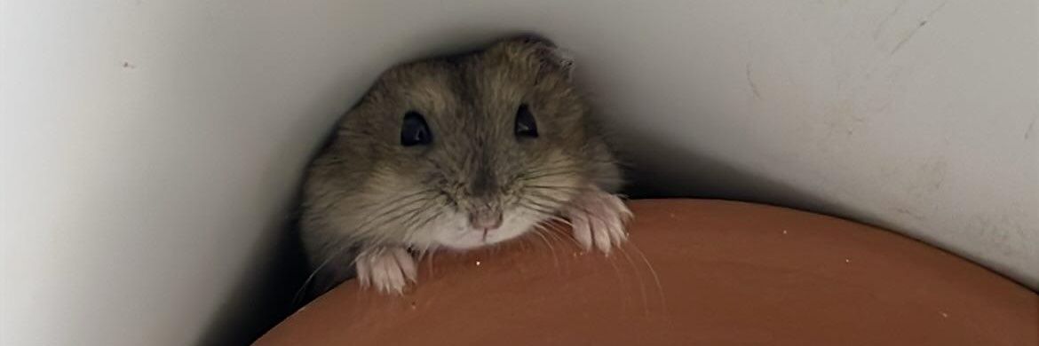 luudyborges's profile banner image